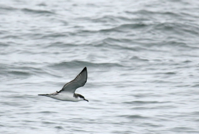 Buller's Shearwater